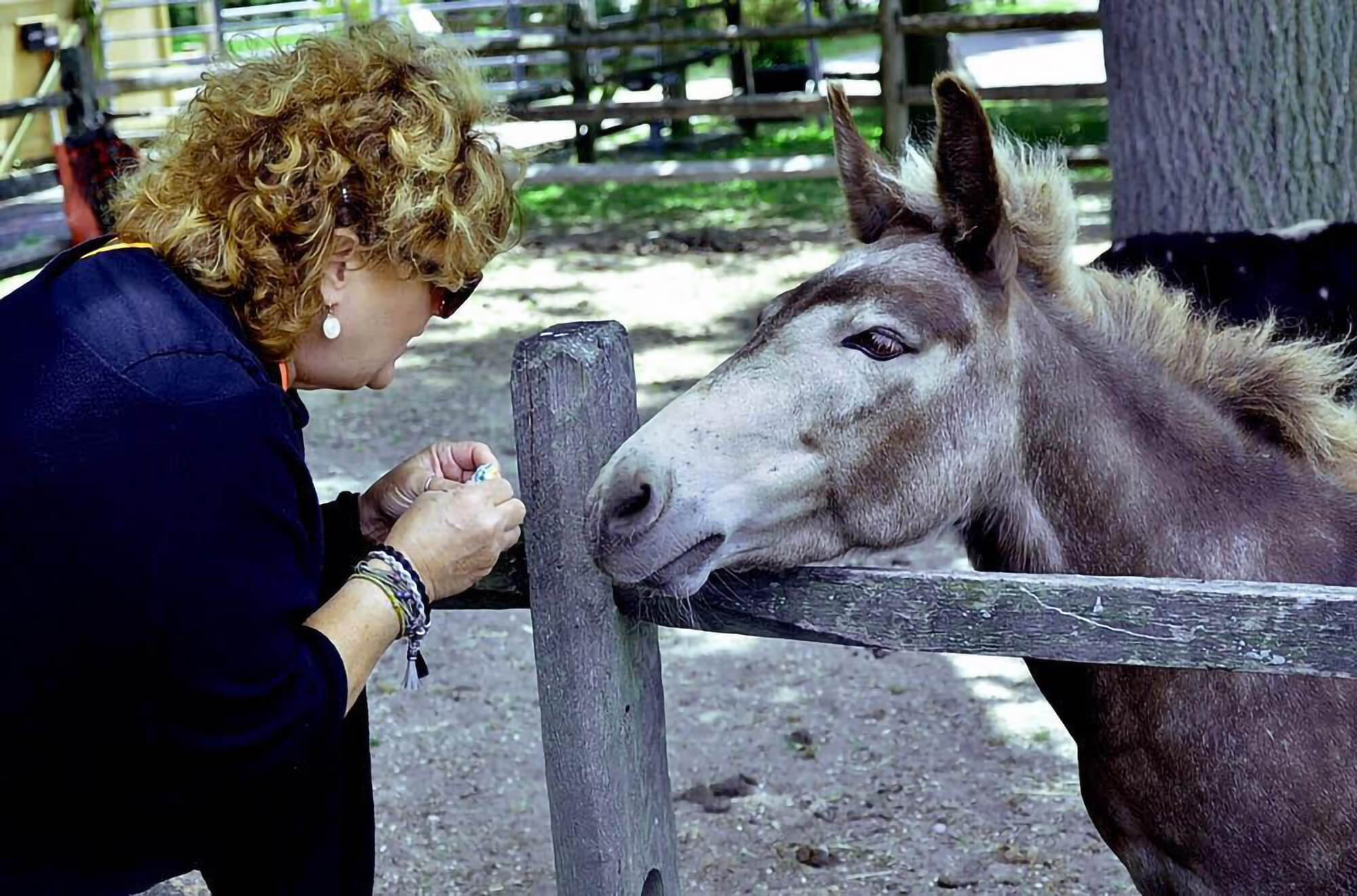 Cleebrate the 10-year anniversary of Spirit's Promise Equine Rescue with farm tours and more, Photo: Courtesy