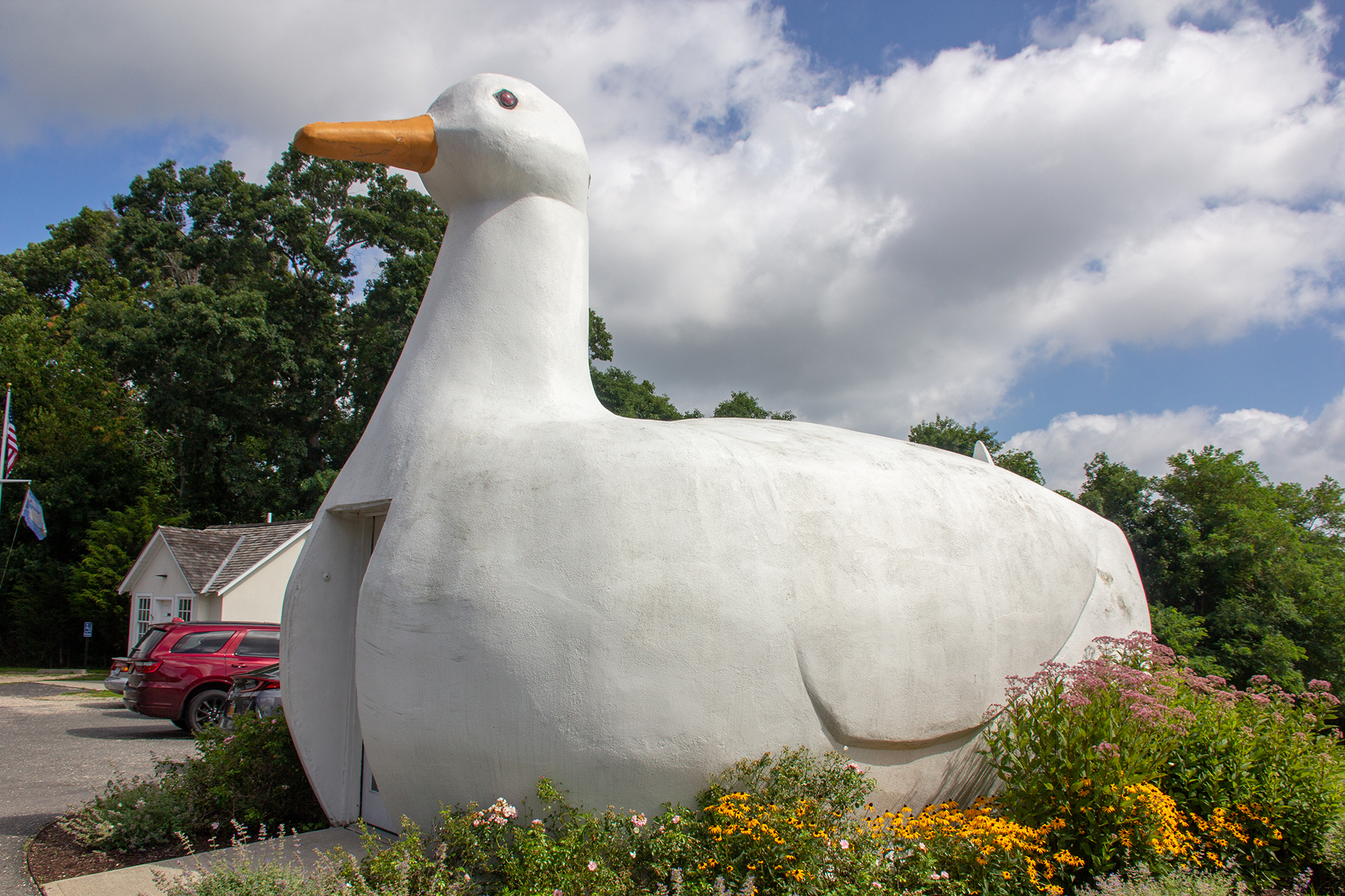 The largest duck in Flanders Riverhead