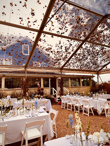 Fall leaves sliding down Old Stove Pub's clear tent, Photo: Courtesy