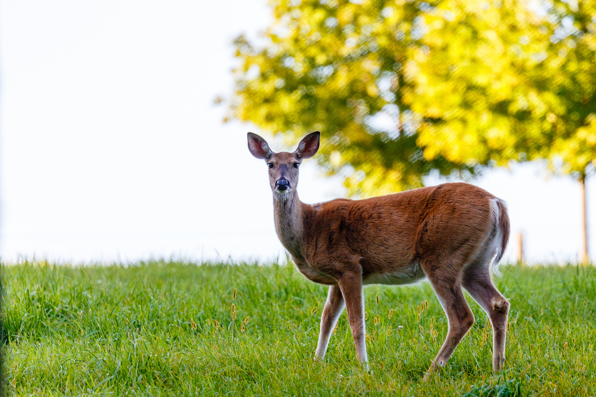 White-tailed deer in field