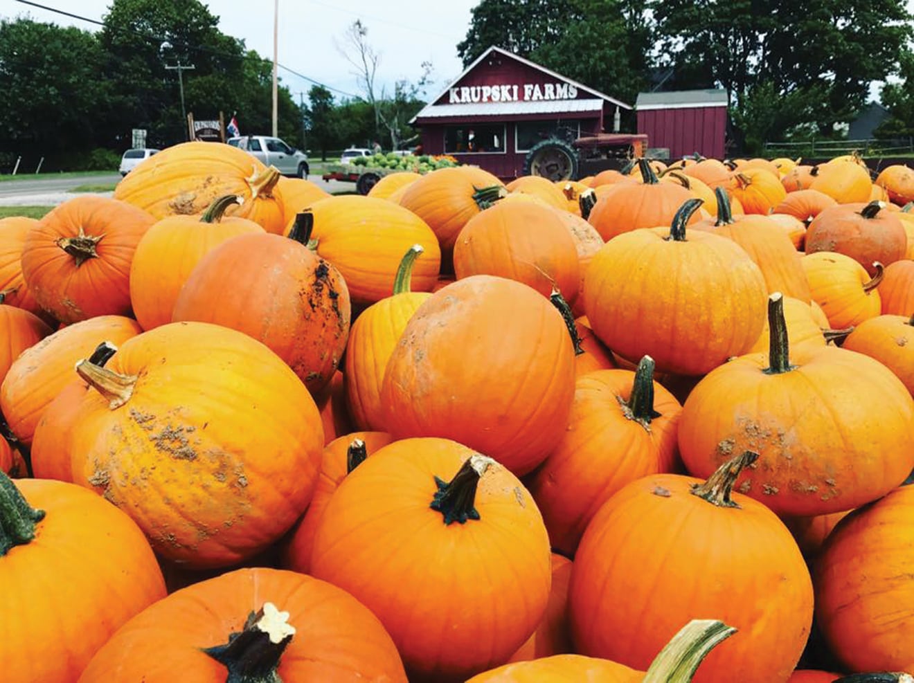 TWPumpkinPicking1-copy