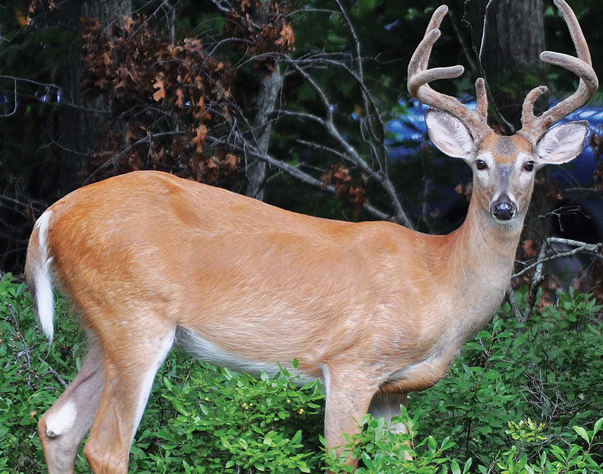 Scientists hope a “species barrier” will keep humans from catching CWD from deer
