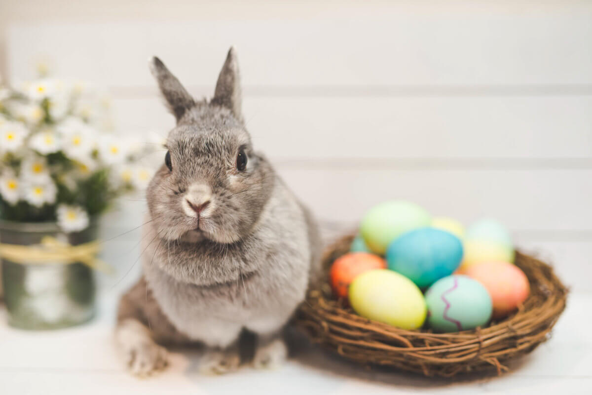Bunny by basket of colored Easter eggs