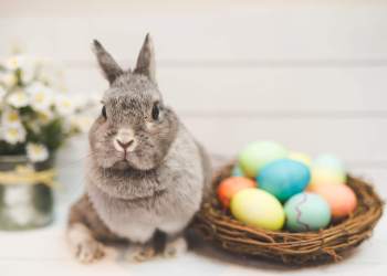 Bunny by basket of colored Easter eggs