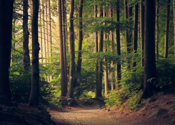walkwoods-e1540930178697