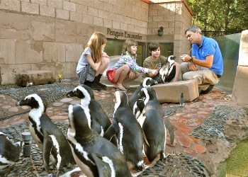 Animal-Lovers-GuideLI-Aquarium-Penguin-Encounter-copy