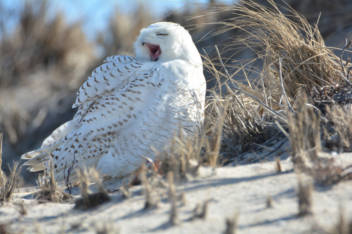 A snowy owl in the Hamptons.