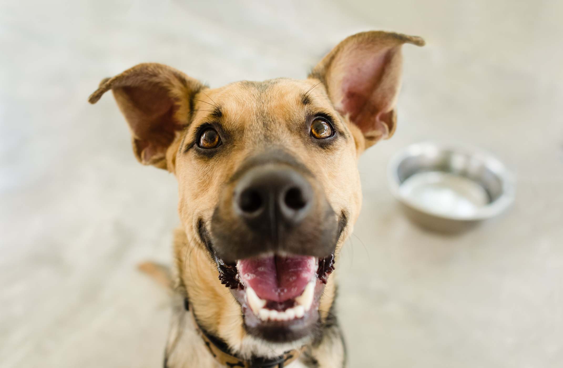 Dog bowl is a hungry German Shepherd waiting for someone to food in his bowl.