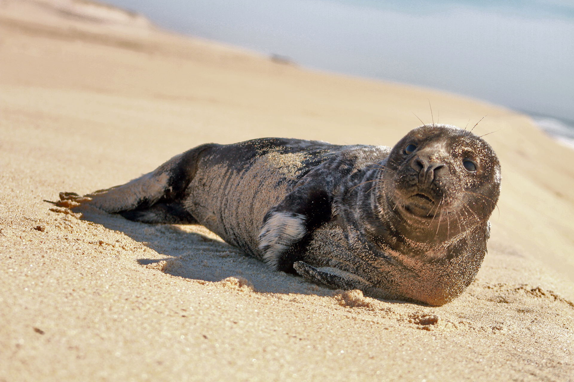 Seal on the beach in the Hamptons