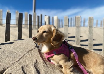 COVER-Grand-Prize-Photogenic-Sandy-east-hampton