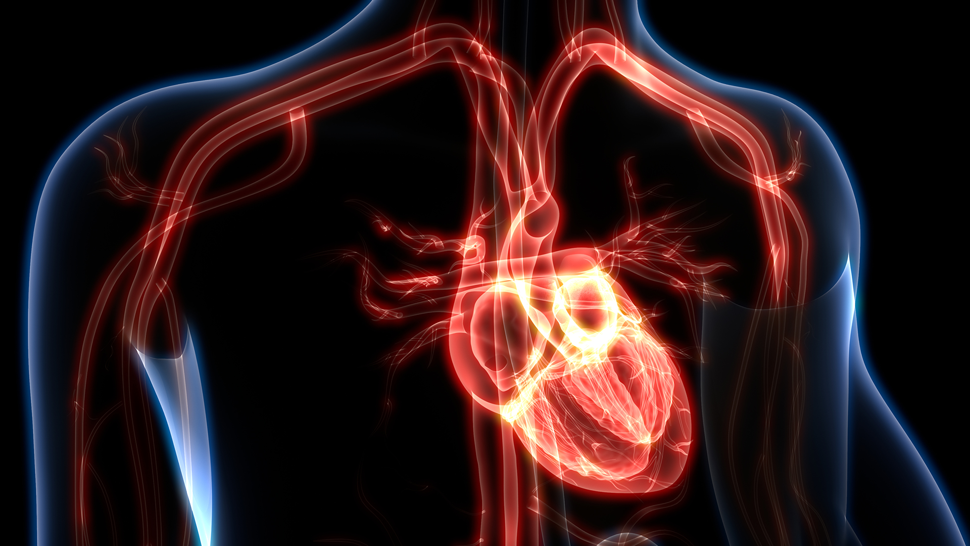 Human Heart Anatomy