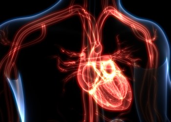 Human Heart Anatomy