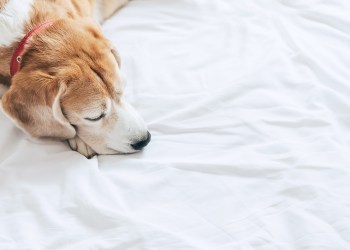 dog beagle