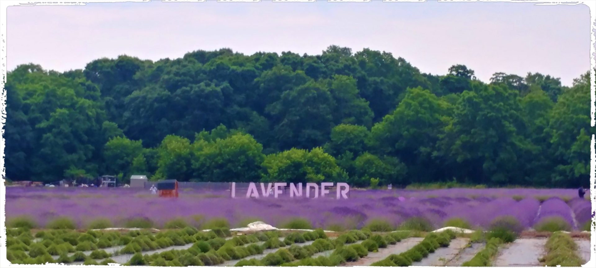Find family fun at Lavender by the Bay, East Marion