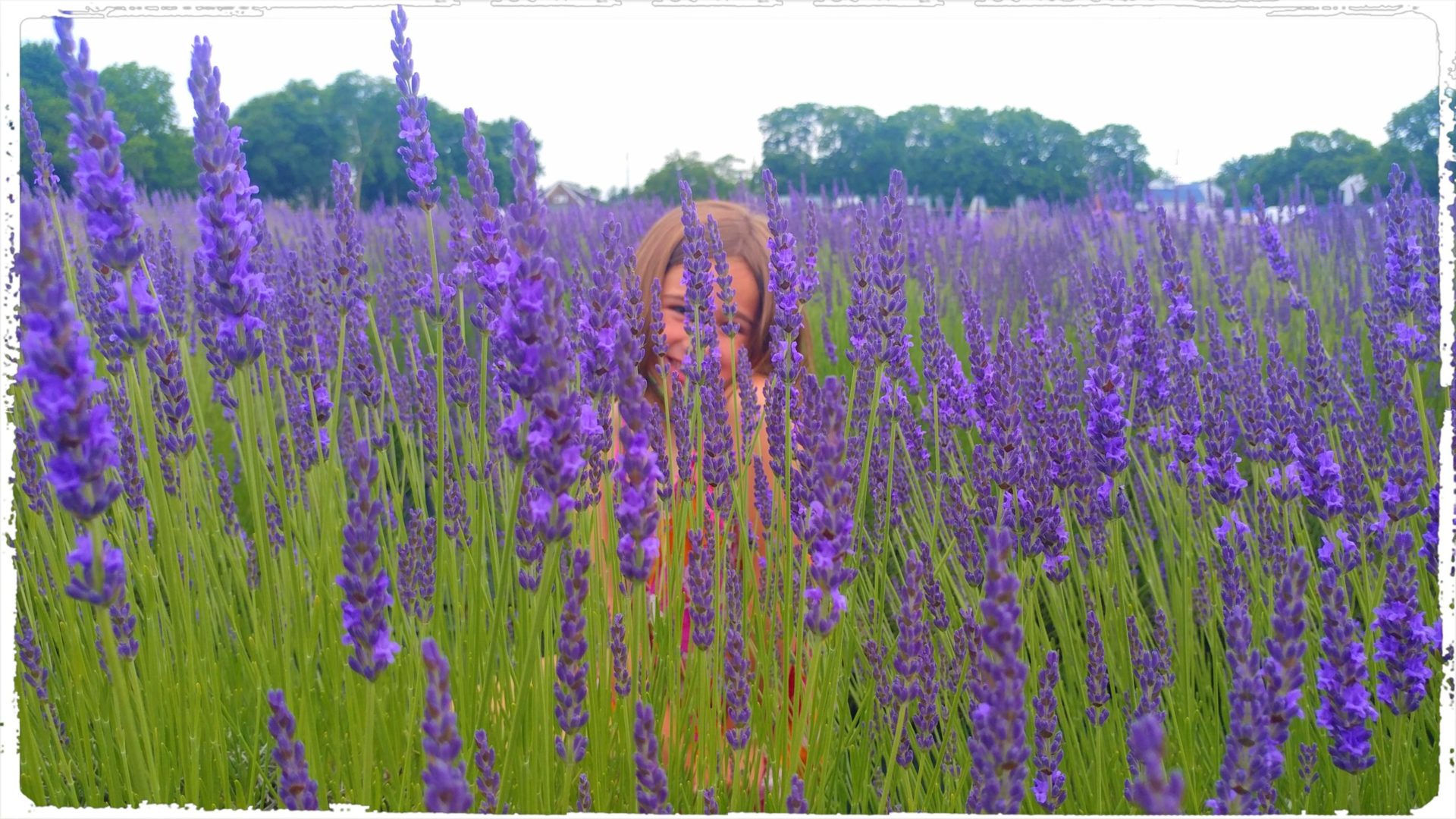 Red Oak Dried Lavender - Red Oak Lavender