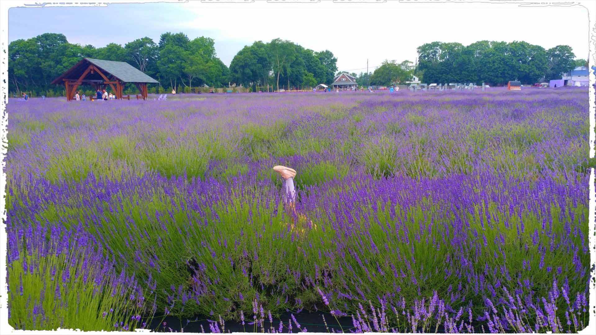 Lavender by the Bay in East Marion