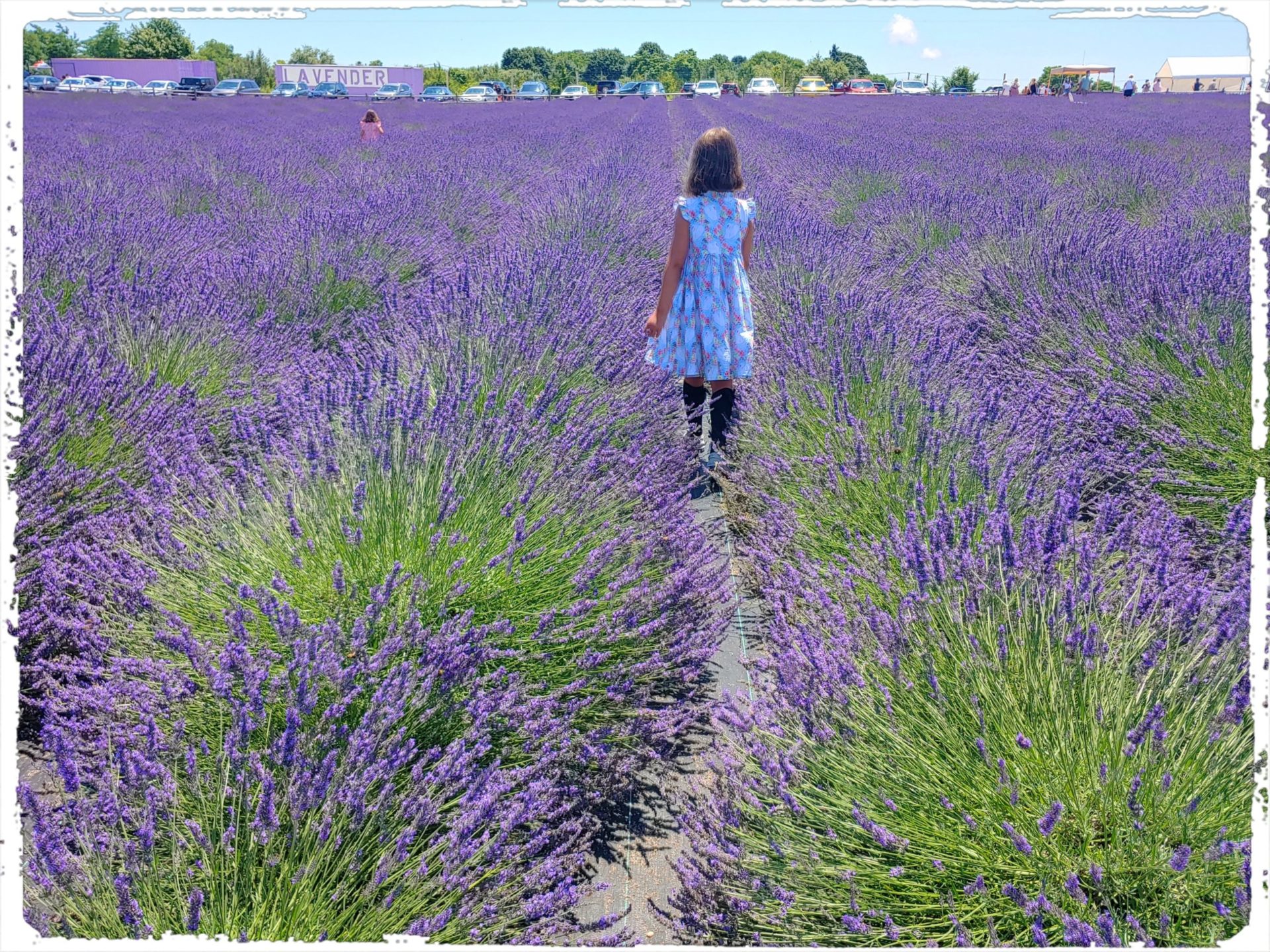 Lavender by the Bay, East Marion