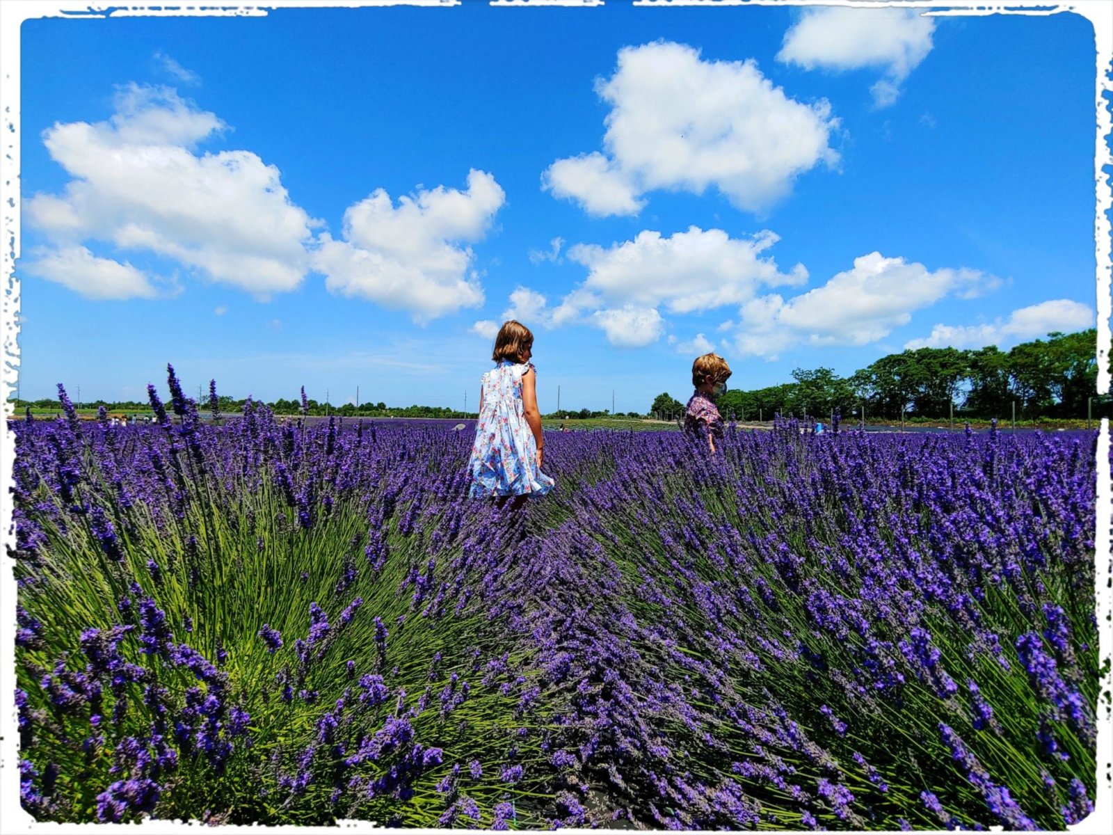 'Sensory Bliss' at Lavender by the Bay Dan’s Papers