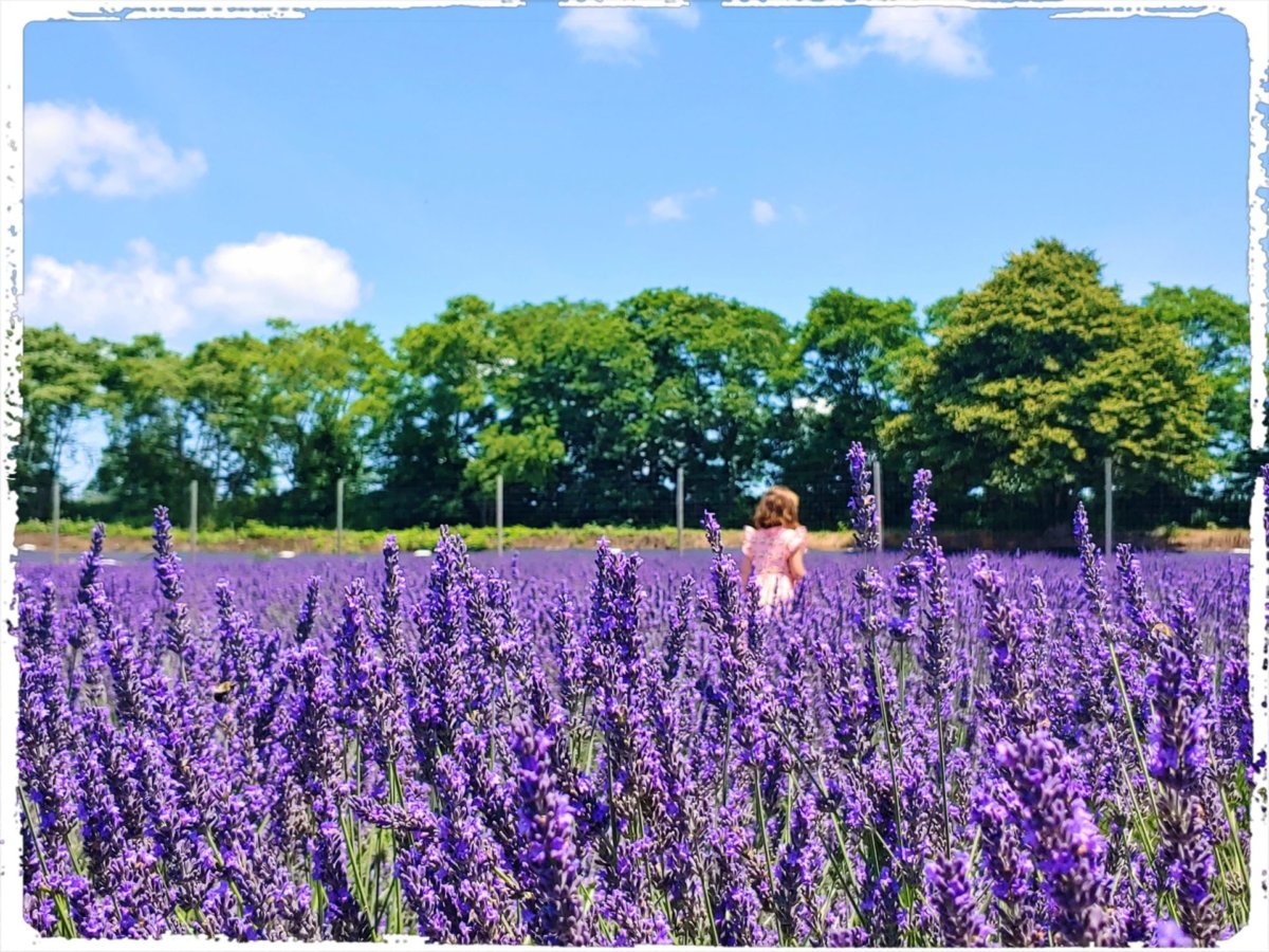 'Sensory Bliss' at Lavender by the Bay Dan’s Papers