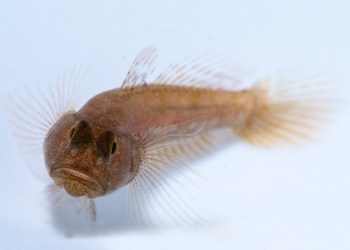 @fishguyphotos