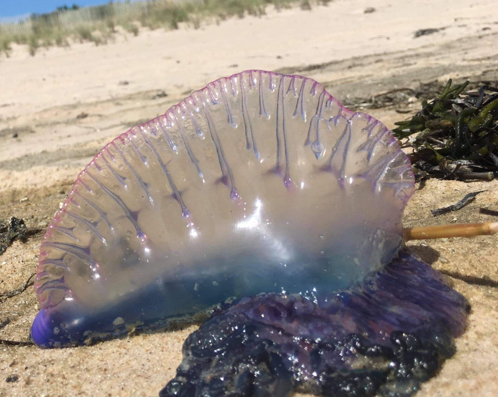 A Portuguese man o' war like this one was spotted alive in the water at Quogue Village Beach