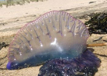 A Portuguese man o' war like this one was spotted alive in the water at Quogue Village Beach