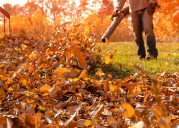 Huge pile of crispy golden leaves being blown into pile on a sunny autumn day