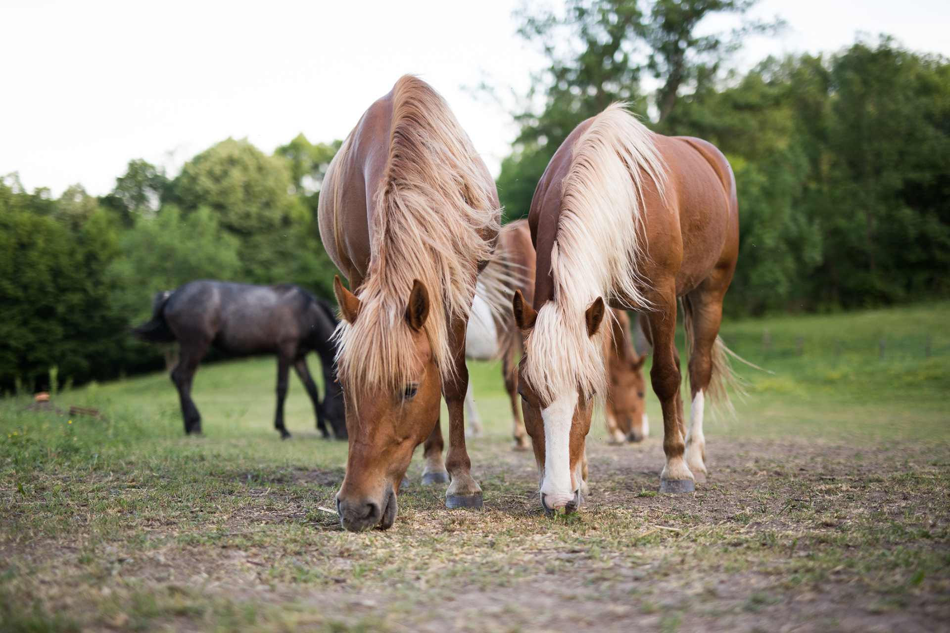 Horses eat grain on a ranch in nature