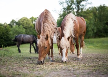 Horses eat grain on a ranch in nature