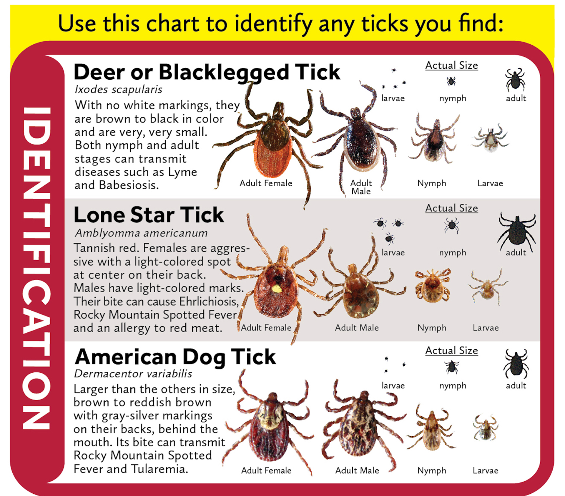 Lyme-Disease-1-tick-chart