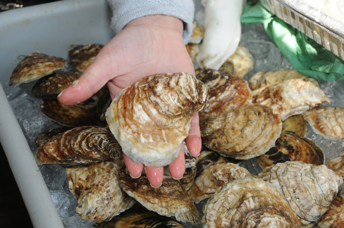 Oysters are coming back