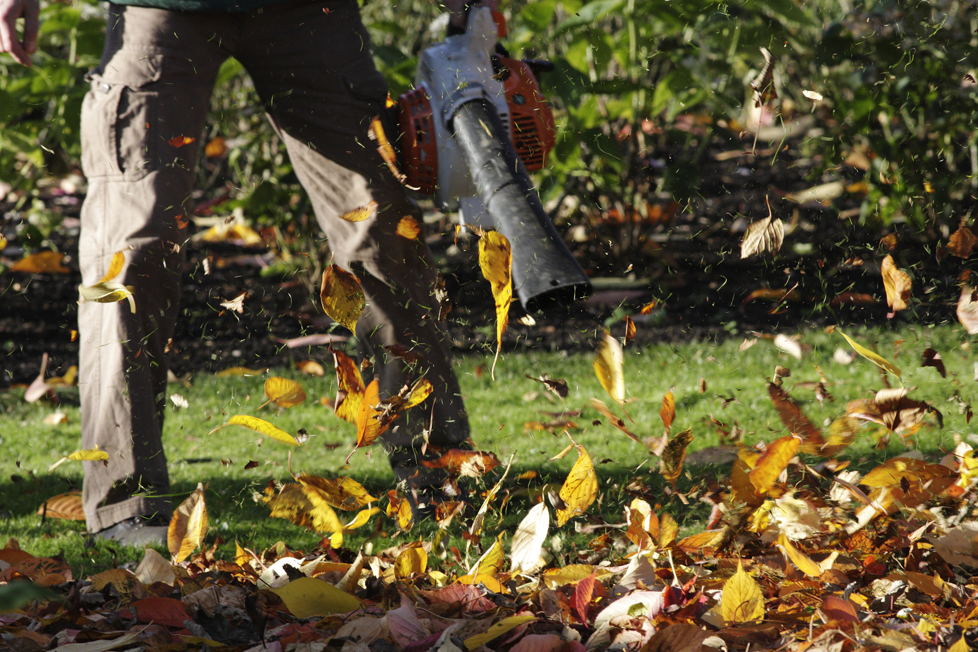 Artificial wind leaf blower blows autumn leaves