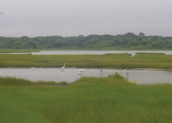 The salt marsh provides valuable habitat for a variety of species.