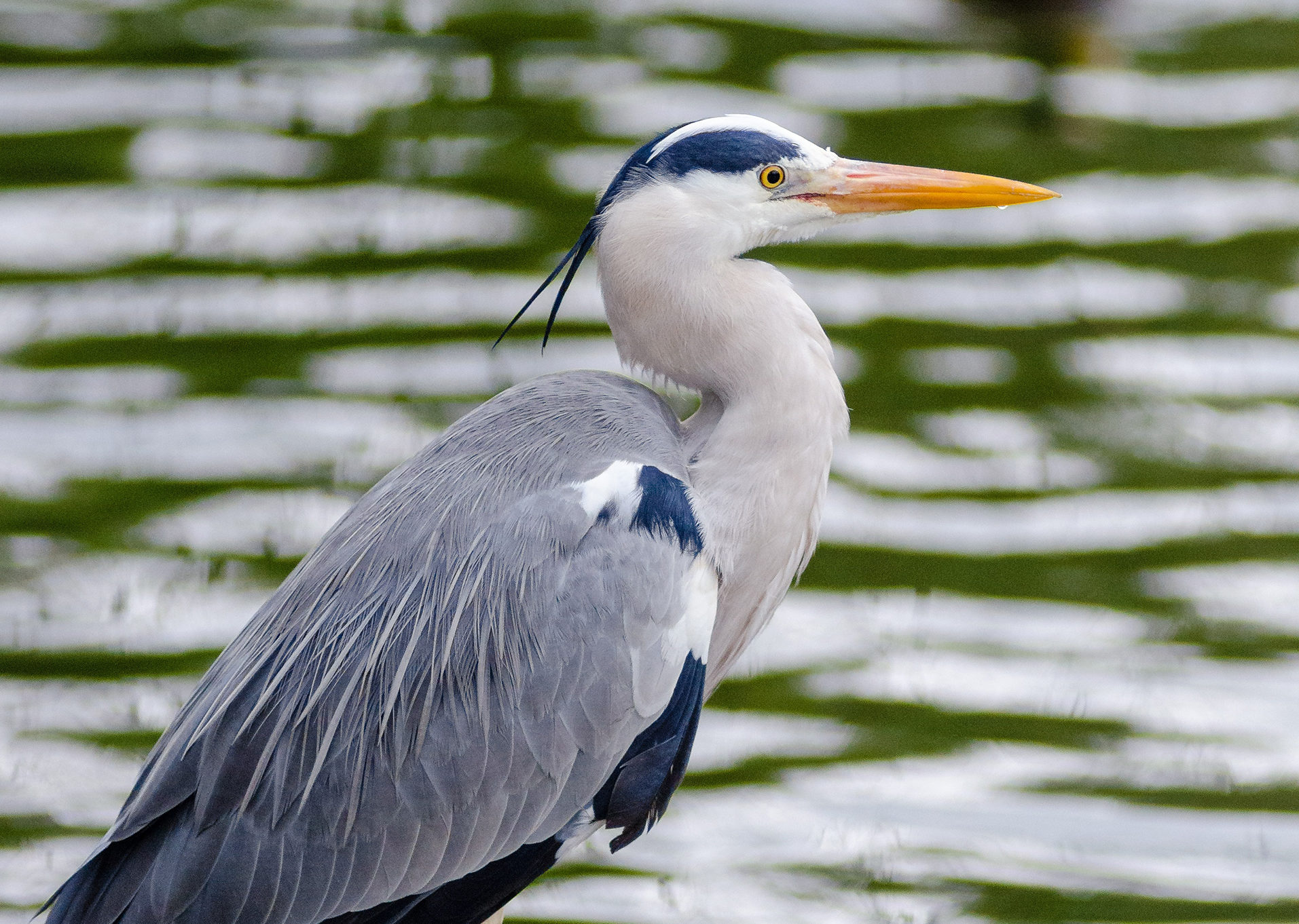 SOFO-heron-Flickr-e1565731578341