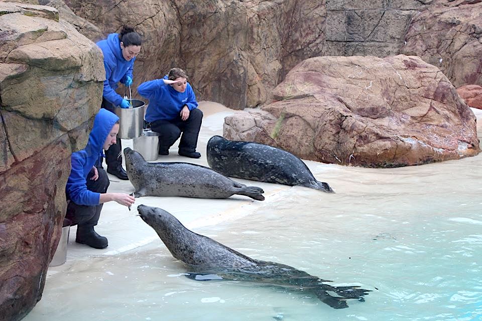 Seals feeding at the Long Island Aquarium