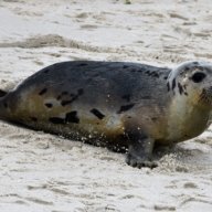 Seals are out and about on East End beaches!