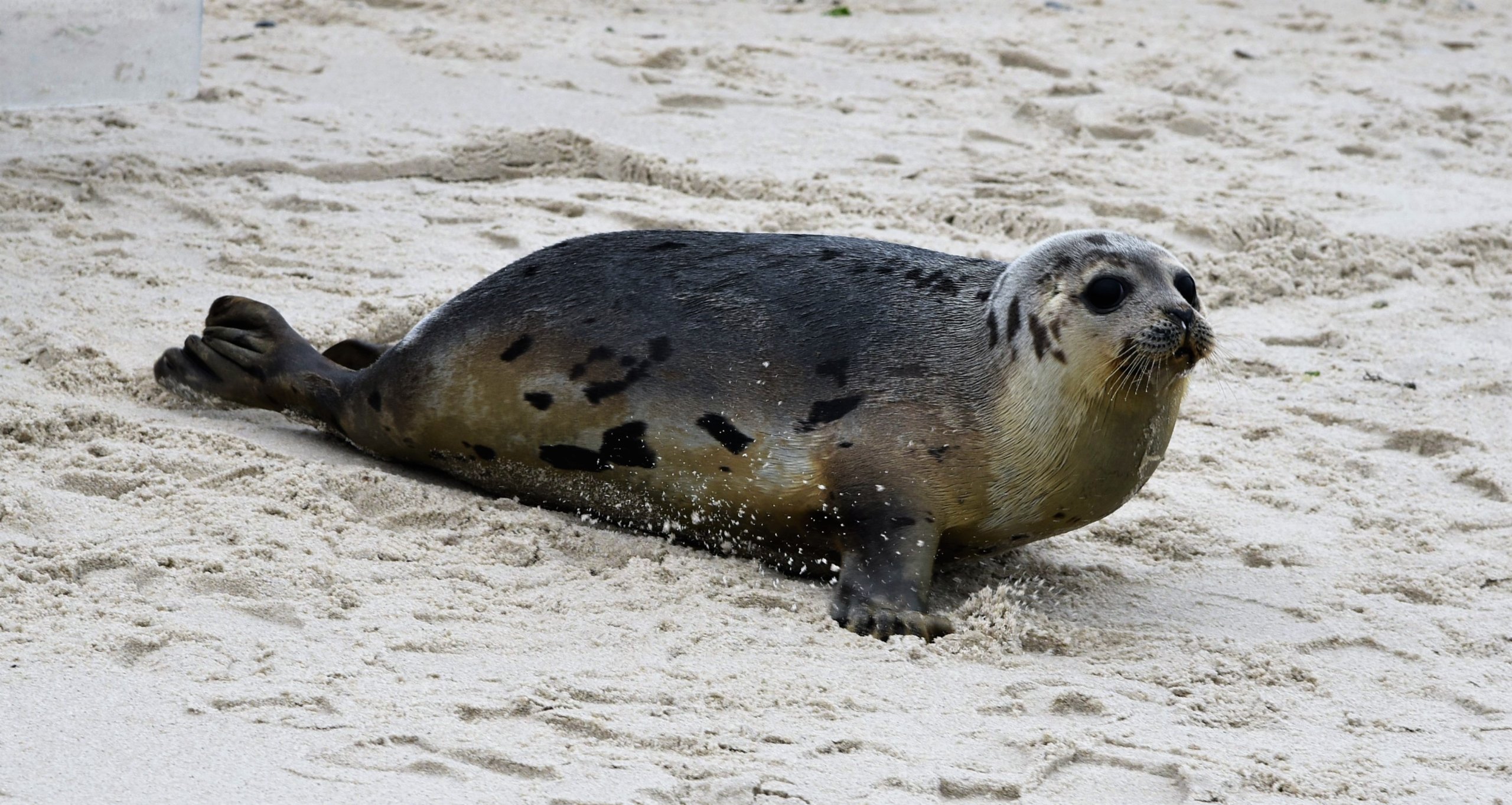 Seals are out and about on East End beaches!