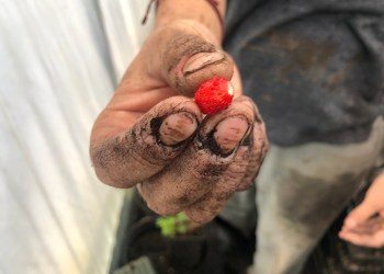 SeedsavingIMG_7309