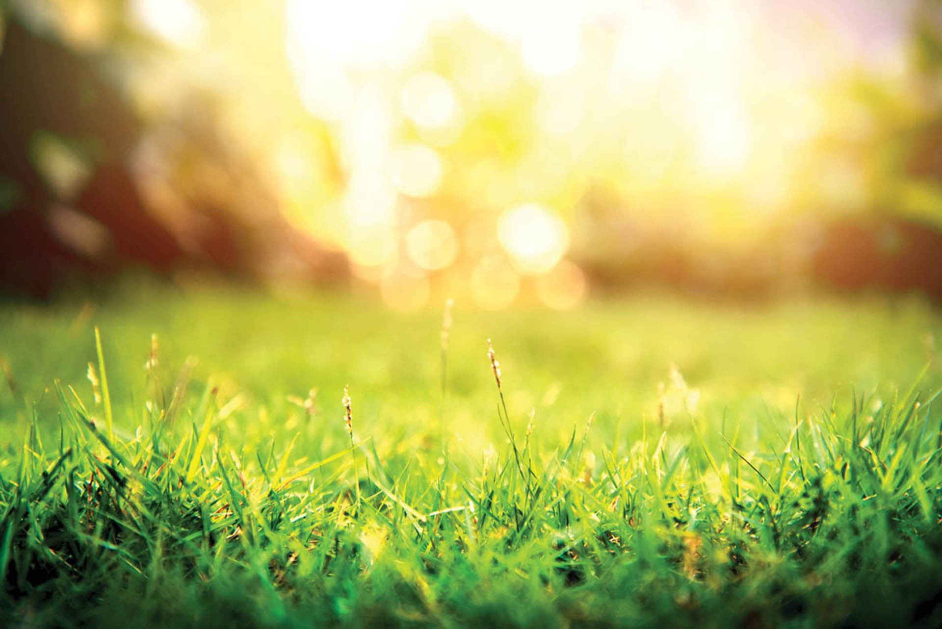 Grass green forest on spring sunset light background.