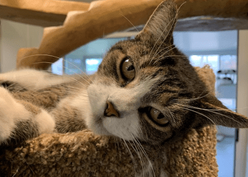 Southampton-Animal-unnamed-2-copy