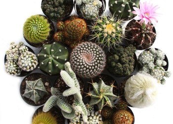 Leaf & Clay Spikey Pack, $30