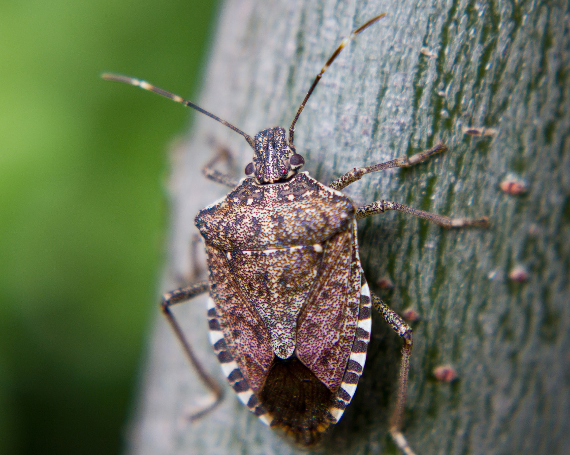 stink bugs