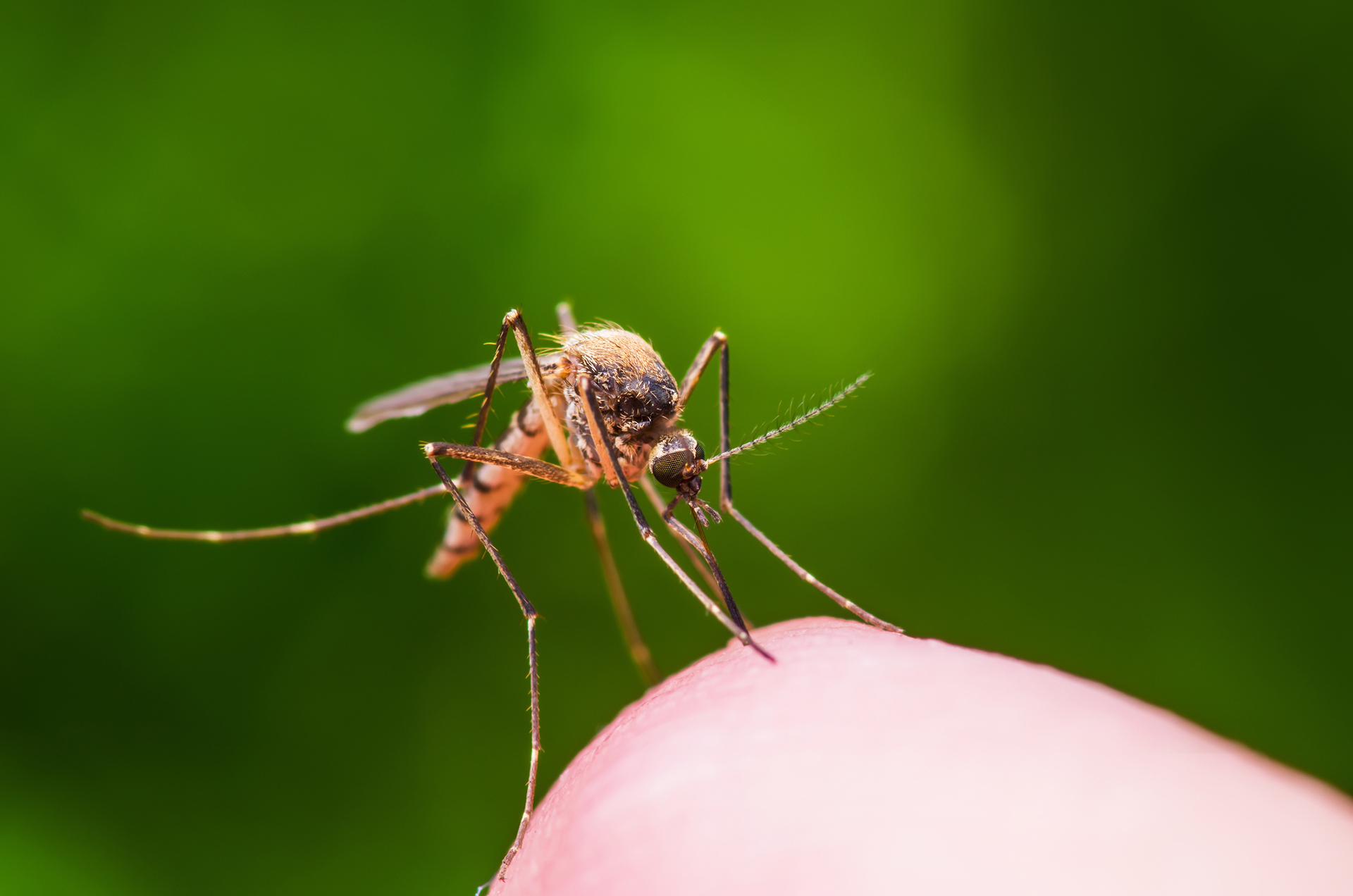 Macro Photo of Yellow Fever, Malaria or Zika Virus Infected Mosquito Insect Bite