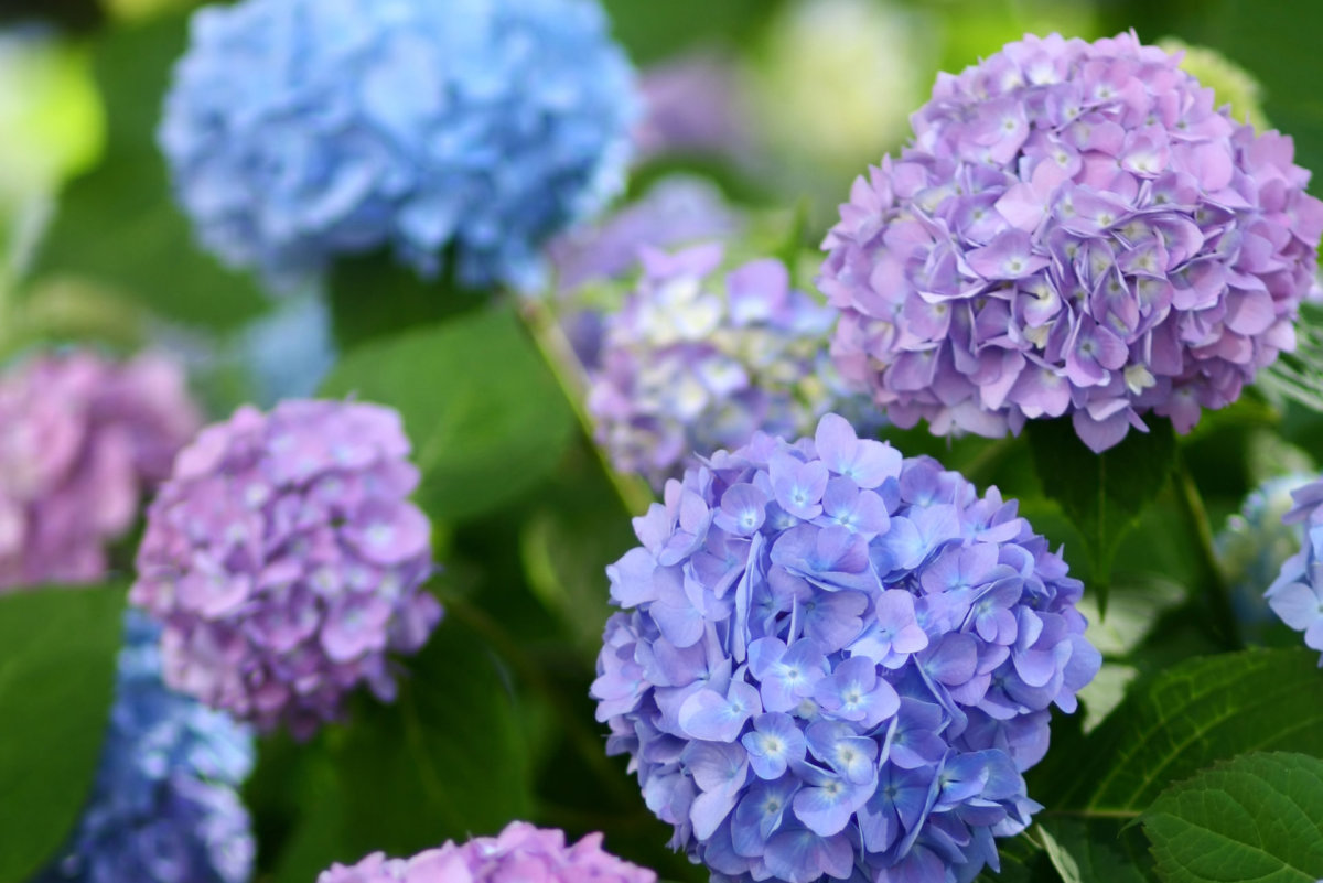 Hydrangea in difference colors