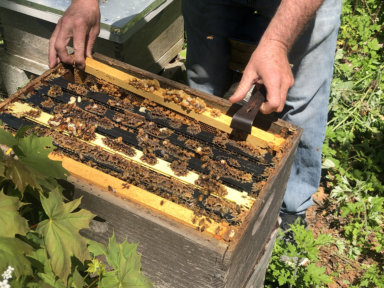 Christopher Kelly of the East End School of Beekeeping with some of his little, buzzing bee friends.