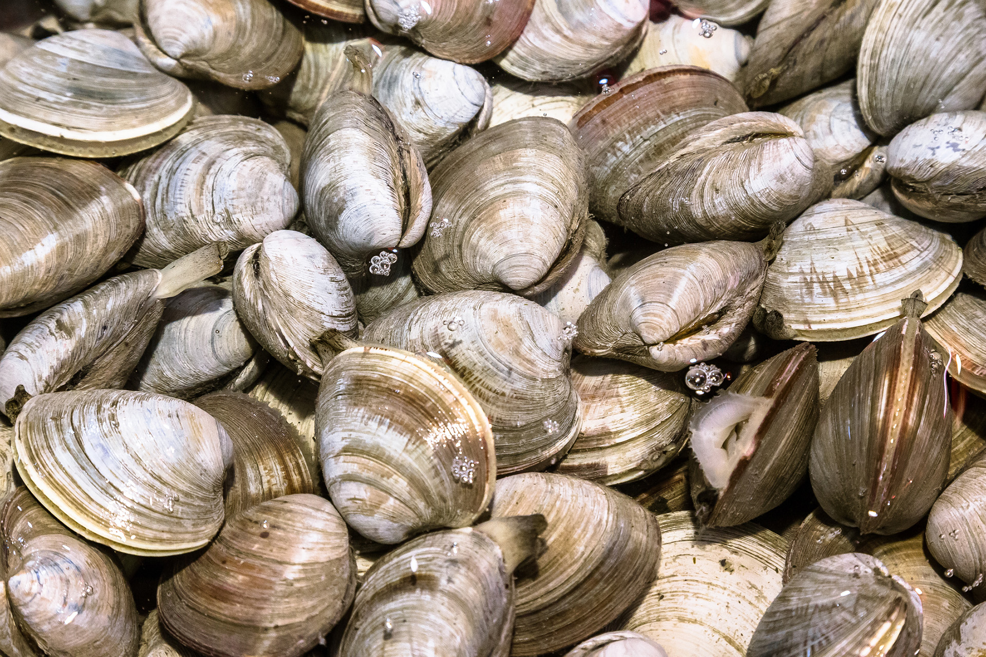 Clams