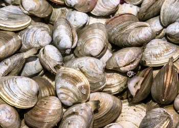 Clams
