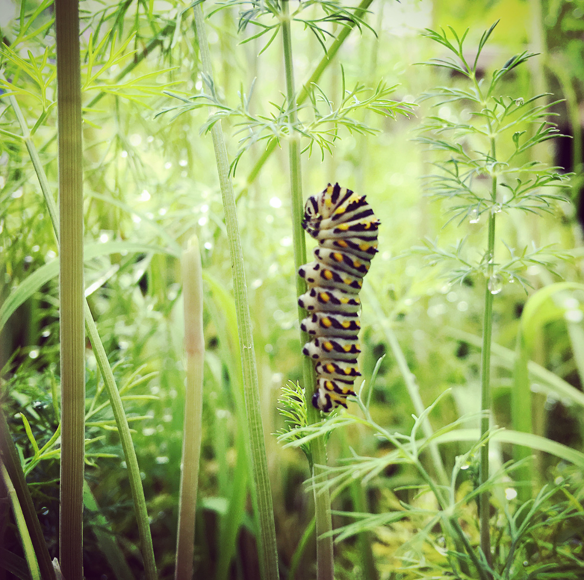 homesteading-pollinators-caterpillar