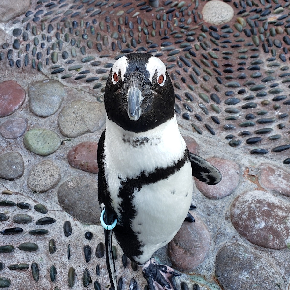 Kids love penguins at the Long Island Aquarium