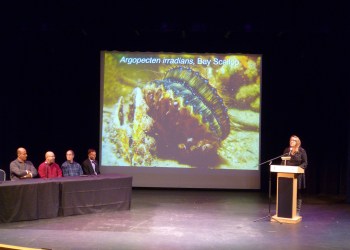 scallop-symp